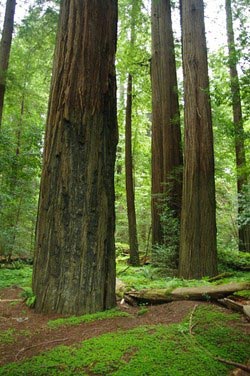 redwoods