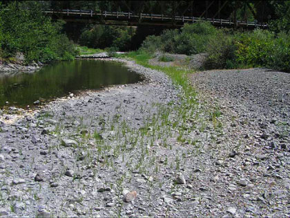 8/19/07 Wheatfield Fork Gualala River below Clark's Crossing, view upstream to Annapolis Rd Bridge. 8/19/07 Wheatfield Fork Gualala River below Clark's Crossing, view upstream to Annapolis Rd Bridge.