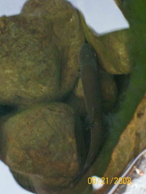 9/21/08 10 inch steelhead above Grasshopper Creek Falls, hiding in large bedrock pothole 9/21/08 10 inch steelhead above Grasshopper Creek Falls, hiding in large bedrock pothole
