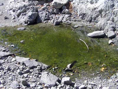 8/31/08 Clark's Crossing - the last pool has shrunk, leaving only yellow-legged frog tadpoles gulping for air 8/31/08 Clark's Crossing - the last pool has shrunk, leaving only yellow-legged frog tadpoles gulping for air