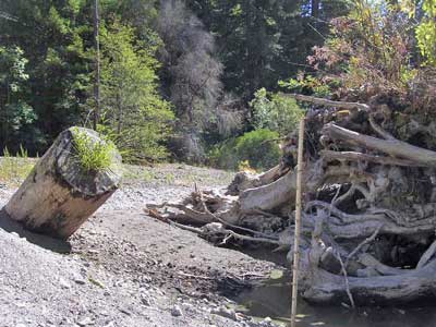8/31/08 Pool formed around natural old-growth redwood rootwads and boulders, usually three feet deep, even in dry years, now less than a foot deep 8/31/08 Pool formed around natural old-growth redwood rootwads and boulders, usually three feet deep, even in dry years, now less than a foot deep