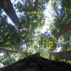 redwoods