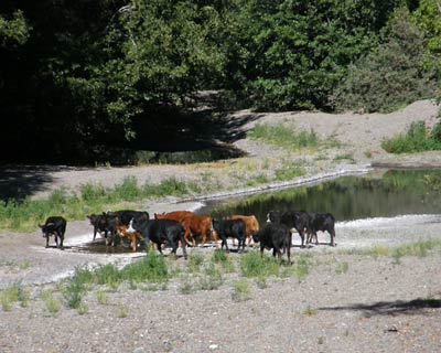 Cattle on the Wheatfield Fork Gualala River, September 2008