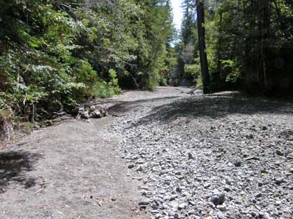 8/19/08 upstream along Haupt Creek above its confluence with the Wheatfield Fork