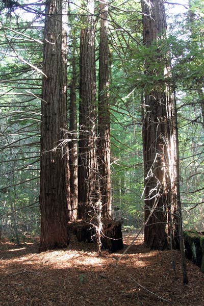 Redwood forest on Artesa Vineyards & Winery's Fairfax property in Annapolis, CA Redwood forest on Artesa Vineyards & Winery's Fairfax property in Annapolis, CA