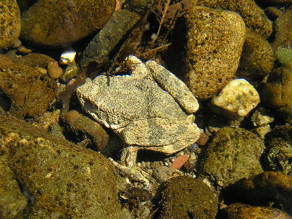 Adult Foothill yellow-legged frog, photo by Peter Baye