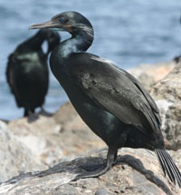 Brandt's cormorant; copyright (c) 2006 David Corby Brandt's cormorant; copyright (c) 2006 David Corby
