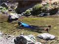Gualala River Steelhead Studies
