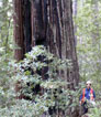 Old growth redwood above Little North Fork Gualala River