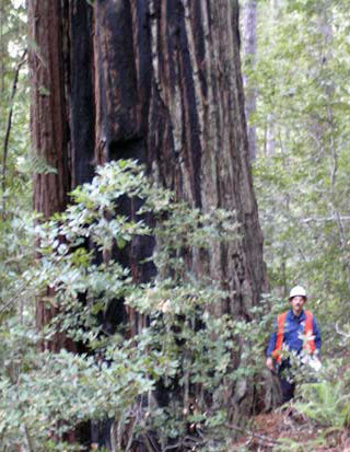 Old growth redwood above Little North Fork Gualala River Old growth redwood above Little North Fork Gualala River