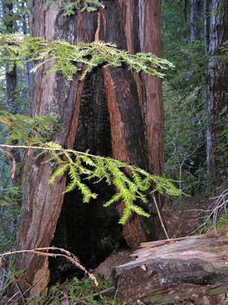 Old growth redwood above Little North Fork Gualala River Old growth redwood above Little North Fork Gualala River