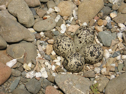 Killdeer eggs, photo by Rae Radtkey