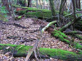 Large woody debris Large woody debris