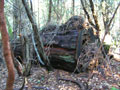 Downed old-growth redwood log