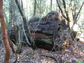 Large woody debris Large woody debris