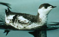 marbled murrelet marbled murrelet