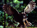 northern spotted owl northern spotted owl