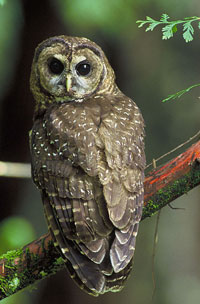 northern spotted owl, photo credit: US Fish and Wildlife Service northern spotted owl, photo credit: US Fish and Wildlife Service