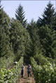 Pinot noir vines on Preservation Ranch