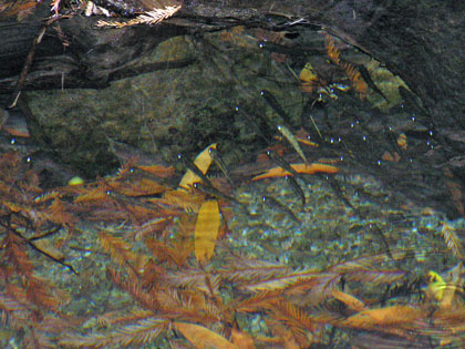 Steelhead juveniles, photo by Peter Baye