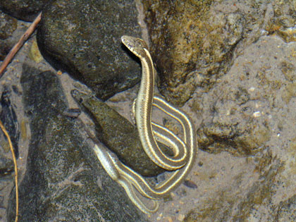 Western Aquatic Garter Snake, photo by Peter Baye