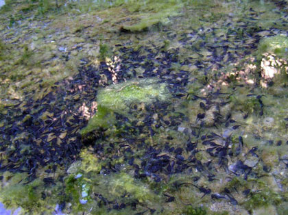 Western toad tadpoles, photo by Peter Baye