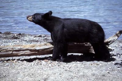 black bear; Harlan Kredit, National Park Service black bear; Harlan Kredit, National Park Service