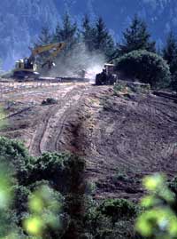 Forestland-to-vineyard conversion near Annapolis, northwest Sonoma County