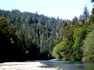 Gualala River & redwood forest Gualala River & redwood forest