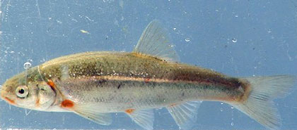 Gualala roach, photo by Carl Page