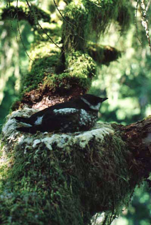 Marbled murrelet nesting in old growth tree Marbled murrelet nesting in old growth tree