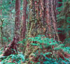 old growth forest