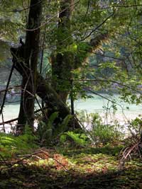 Upstream from current Gualala Point Regional Park
