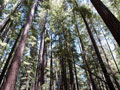 redwood forest