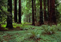 redwood forest