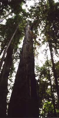 Tall redwoods