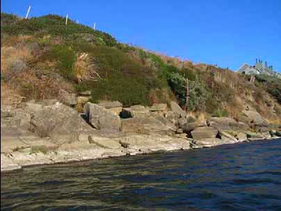 Mature woody coastal bluff vegetation below parking lot, photo courtesy of Peter Baye Mature woody coastal bluff vegetation below parking lot, photo courtesy of Peter Baye