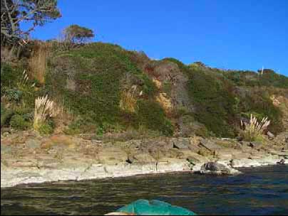 mature woody vegetation, photo courtesy of Peter Baye mature woody vegetation, photo courtesy of Peter Baye