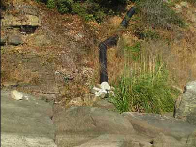 PVC pipe adjacent (west) of project area, photo courtesy of Peter Baye PVC pipe adjacent (west) of project area, photo courtesy of Peter Baye