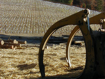Newly planted vineyard